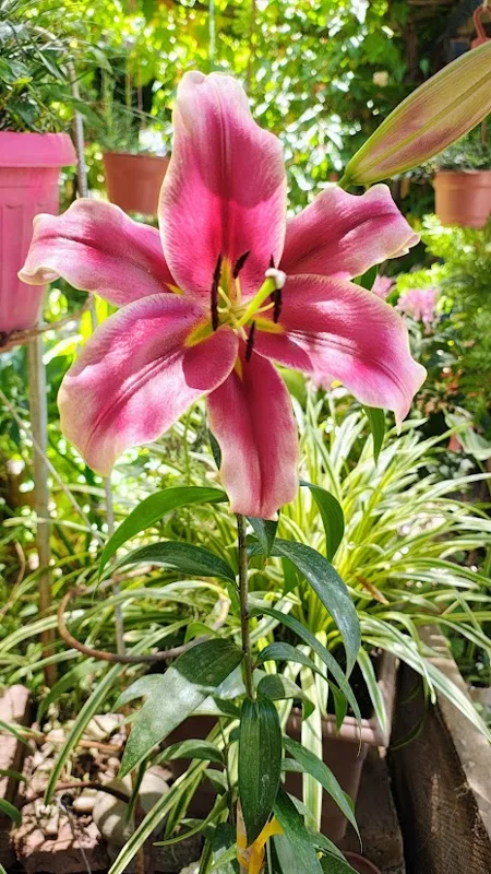 Lilium longiflorumm