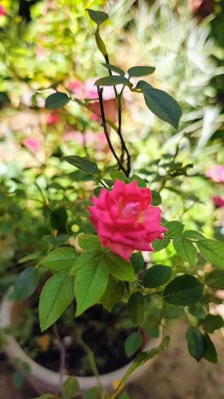 Rosa