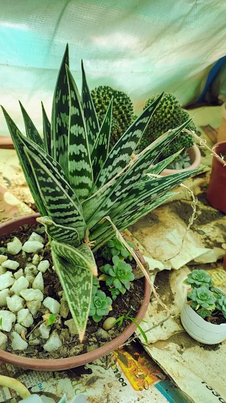 Hojas de sábila en el vivero