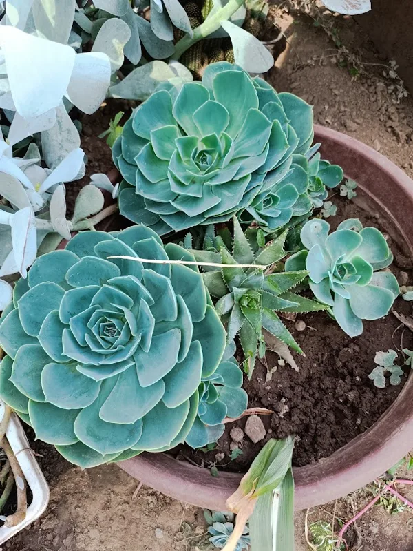 Rosetas verdes de Echeveria en maceteros