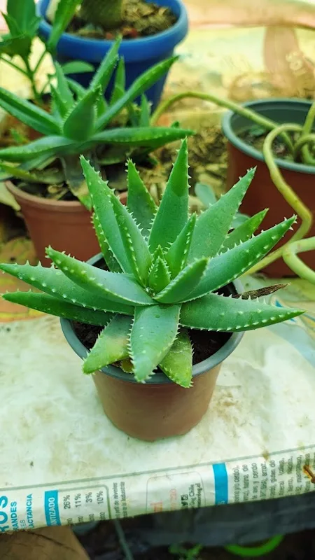 Aloe faroe
