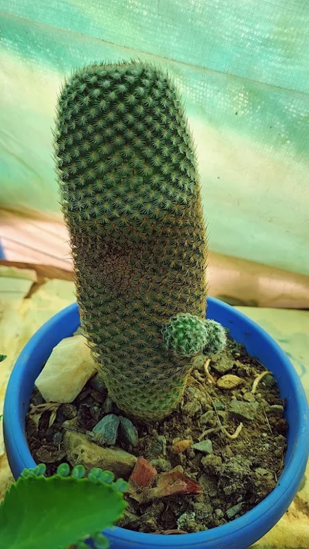 Cáctus