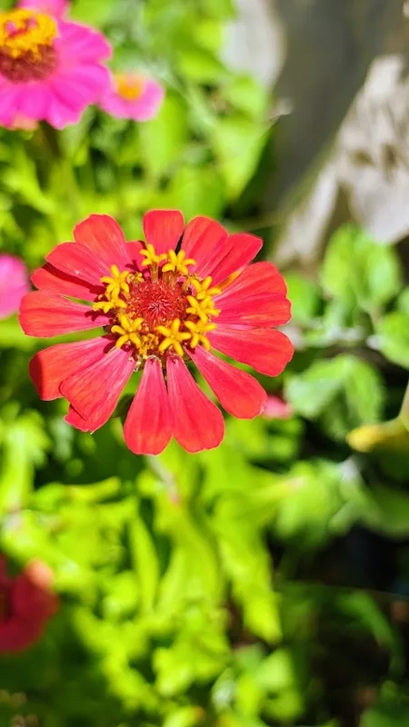 Rosa mística
