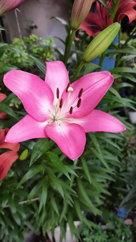 Lilium otoñal