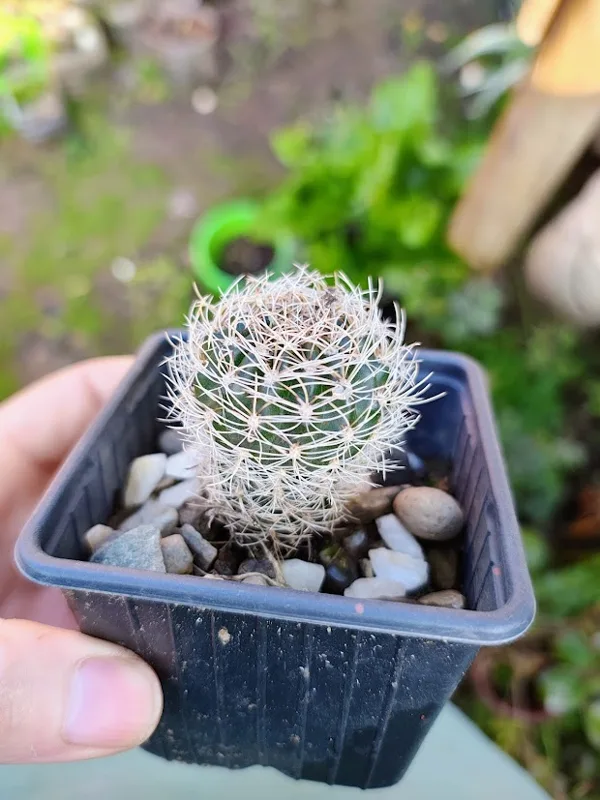 Cáctus eriosyce