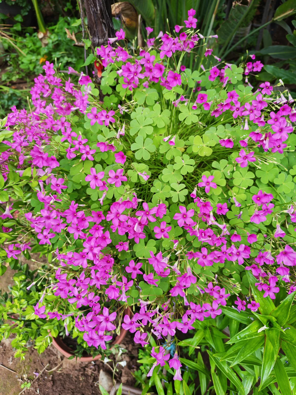 Oxalis de flores