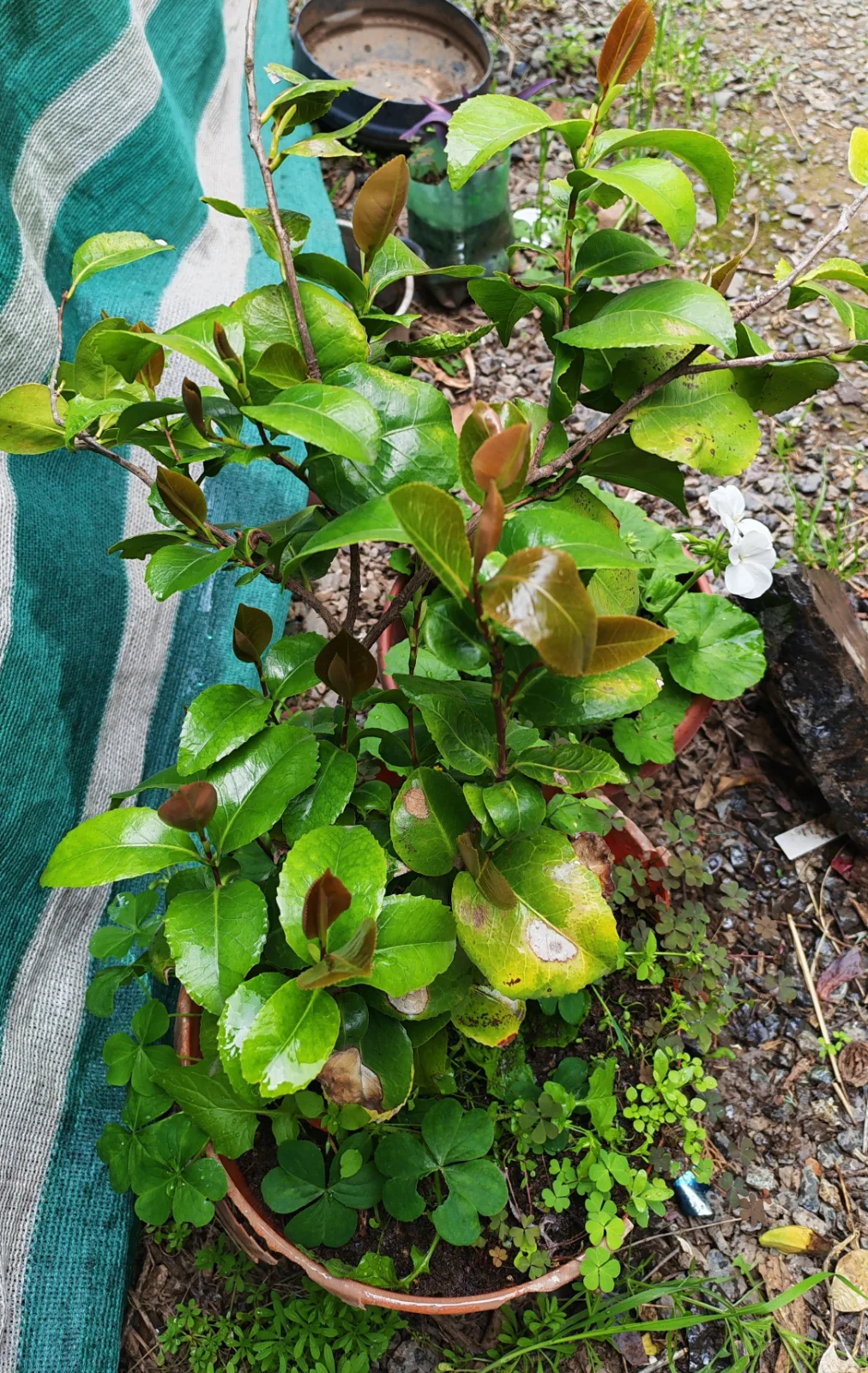 Camelia japonesa