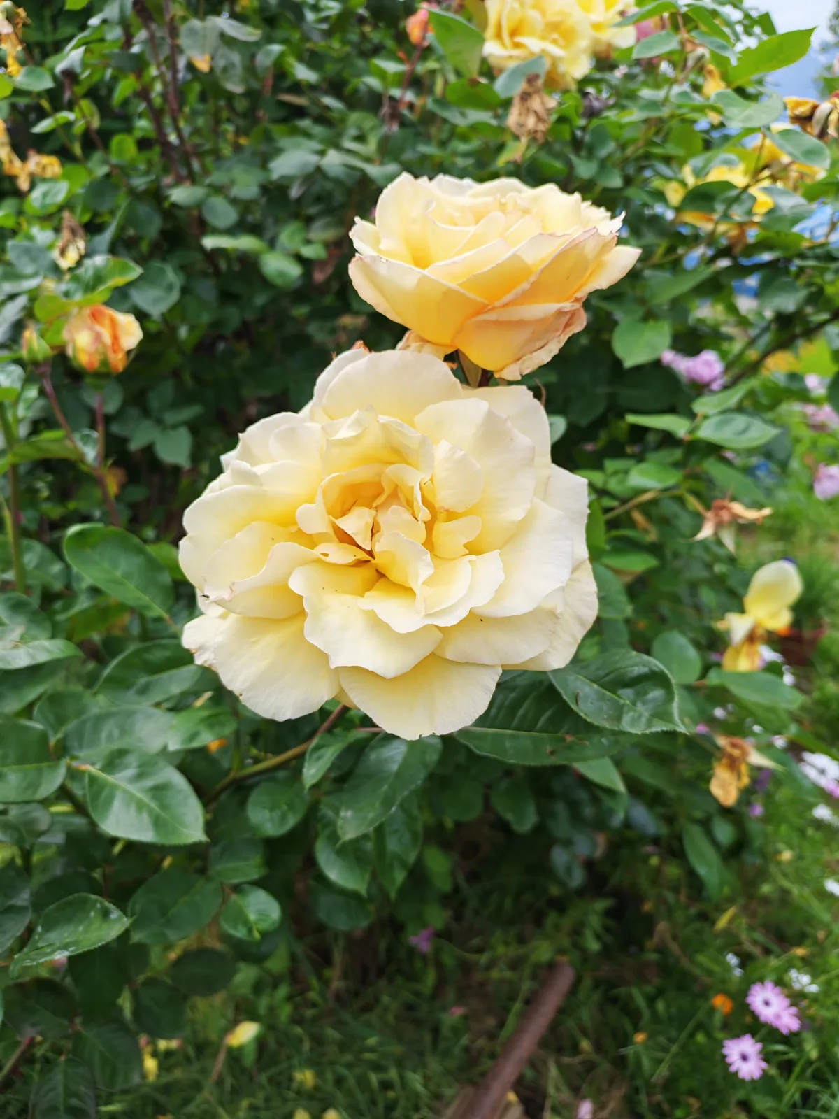 Rosal amarillo