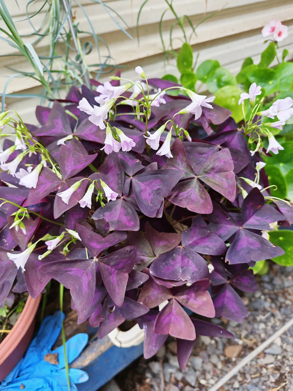 Trébol morado